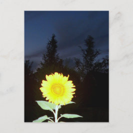 Twilight Sunflower Briefkaart