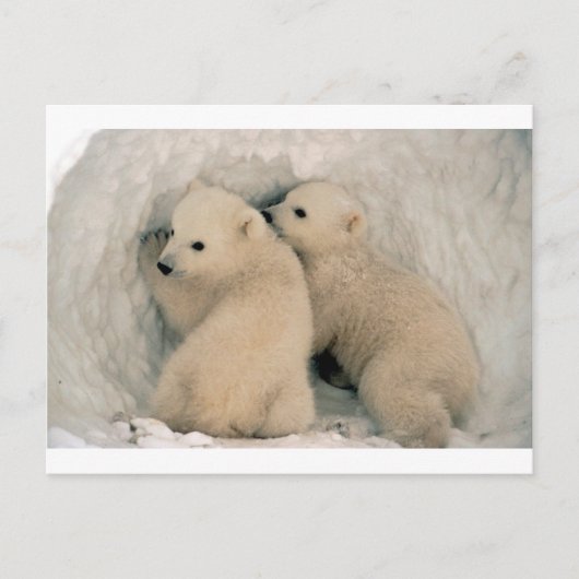 TWIN BABY IJSBEREN BRIEFKAART (Voorkant)