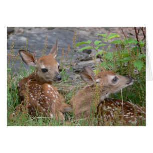 Twin Bambi-kaart