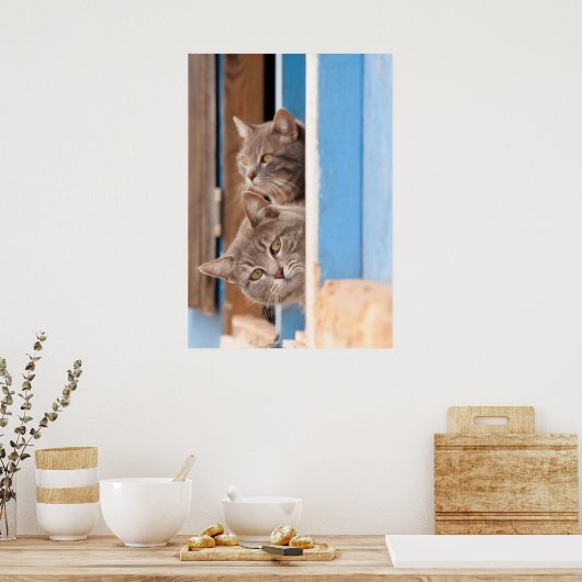 Twin Blue Tabbies Poster (Keuken)