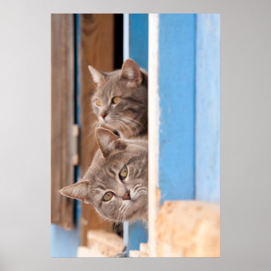 Twin Blue Tabbies Poster (Voorkant)
