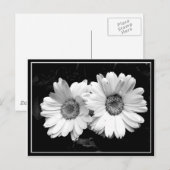 Twin Daisies Briefkaart (Voorkant / Achterkant)