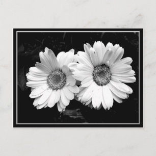 Twin Daisies Briefkaart