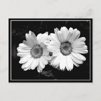 Twin Daisies Briefkaart
