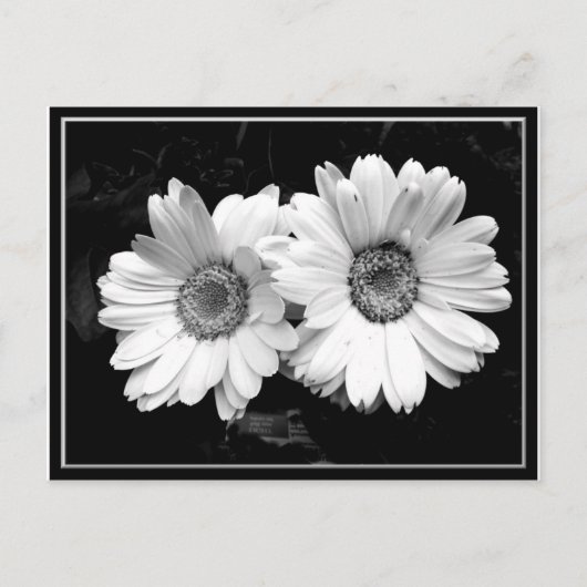 Twin Daisies Briefkaart (Voorkant)