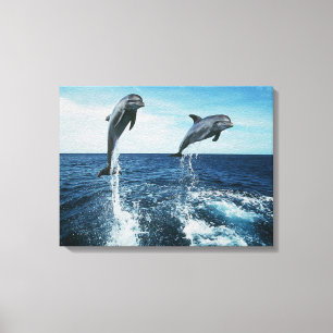 Twin Dolphins Canvas Afdruk