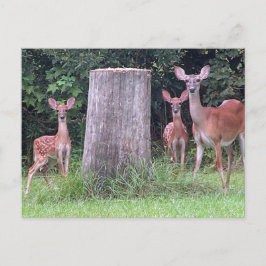 Twin Fawns Briefkaart