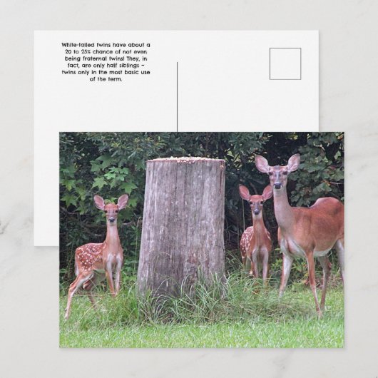 Twin Fawns Briefkaart (Voorkant / Achterkant)