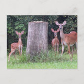 Twin Fawns Briefkaart (Voorkant)