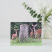 Twin Fawns Briefkaart (Staand voorkant)