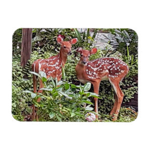 Twin Fawns Magnet Magneet