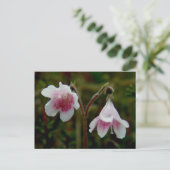 Twin Flower Blossom, Unalaska Island Briefkaart (Staand voorkant)