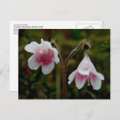 Twin Flower Blossom, Unalaska Island Briefkaart (Voorkant / Achterkant)