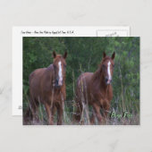 Twin Horses - Born Free Briefkaart (Voorkant / Achterkant)