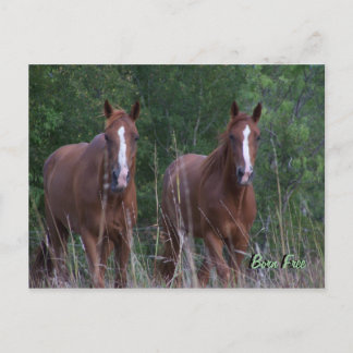 Twin Horses - Born Free Briefkaart
