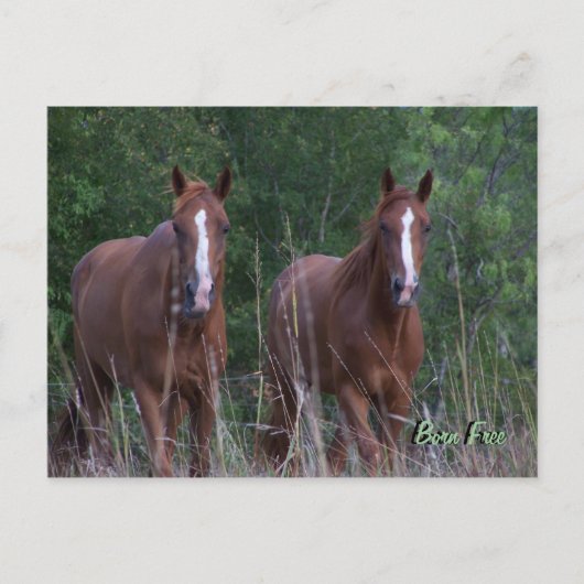 Twin Horses - Born Free Briefkaart (Voorkant)