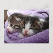 Twin Kittens briefkaart (Voorkant)