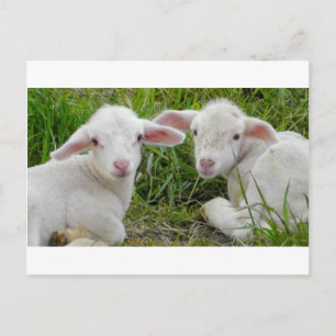 Twin Lamb Baby Animal Denken aan jou Briefkaart