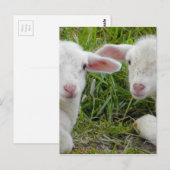Twin Lamb Baby Animal Denken aan jou Briefkaart (Voorkant / Achterkant)