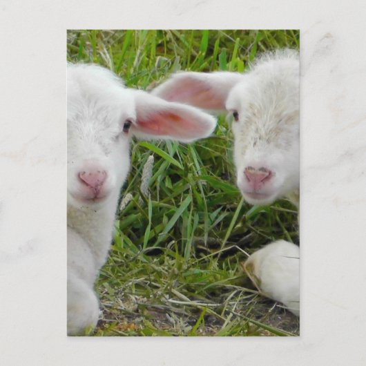 Twin Lamb Baby Animal Denken aan jou Briefkaart (Voorkant)