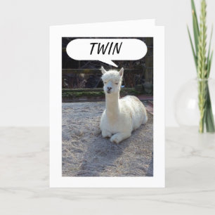 TWIN-LLAMA-TELLEN: NIEMAND HEEFT EEN BETERE TWIN D KAART
