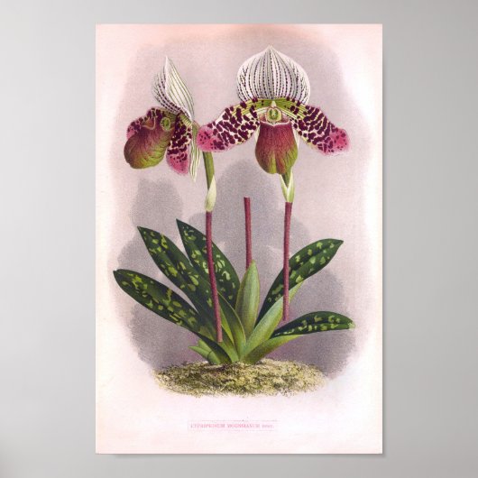 Twin Paars Orchids -Cypripedium Moensianum Poster (Voorkant)