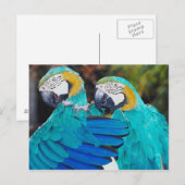 Twin Parrott-Briefkaart Briefkaart (Voorkant / Achterkant)