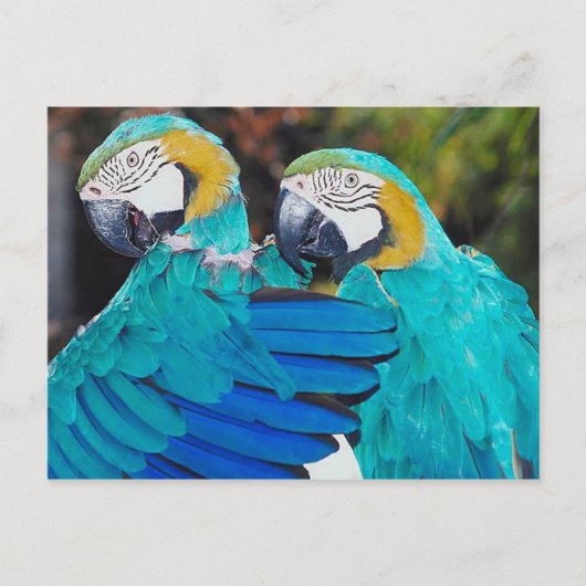 Twin Parrott-Briefkaart Briefkaart (Voorkant)