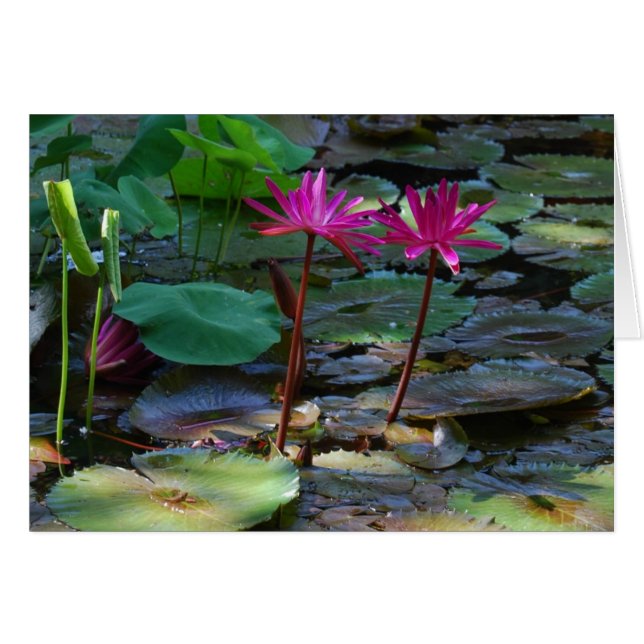 Twin Pinks (Voorkant Horizontaal)