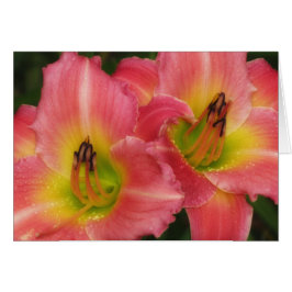 Twin Pinks - Roze Vogue Daylilies