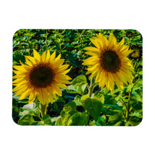 Twin Sunflower Magneet