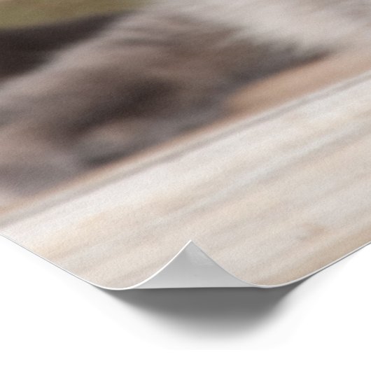 Twin Tabbies Chillin' Poster (Hoek)