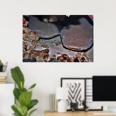 Twin Tawny Nurse Sharks Poster (Thuiskantoor)