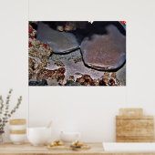 Twin Tawny Nurse Sharks Poster (Keuken)