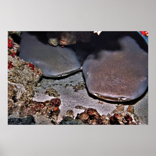 Twin Tawny Nurse Sharks Poster (Voorkant)