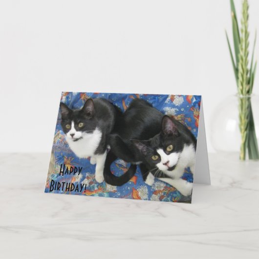 Twin Tuxedo Kittens Verjaardag Kaart (Voorkant)