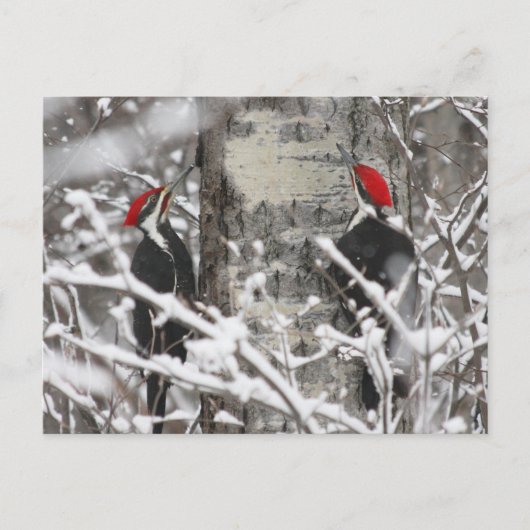Twin Woodpeckers - Briefkaart (Voorkant)