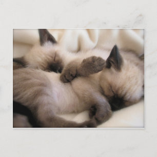 Twins Pet Cat Cute Siamese Kitten Briefkaart