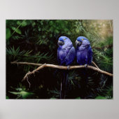 Twins Poster (Voorkant)