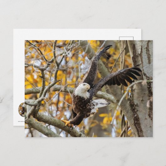 Twist en Launch Eagle Briefkaart (Voorkant / Achterkant)