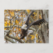 Twist en Launch Eagle Briefkaart (Voorkant)