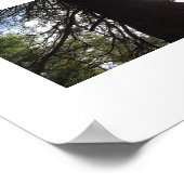 Twisted Branches Yosemite Groene Kleur Fotografie Poster (Hoek)