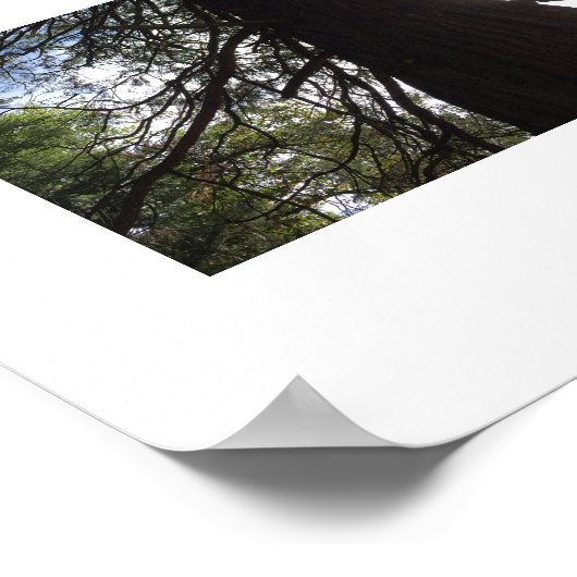 Twisted Branches Yosemite Groene Kleur Fotografie Poster (Hoek)