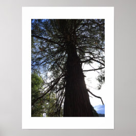 Twisted Branches Yosemite Groene Kleur Fotografie Poster