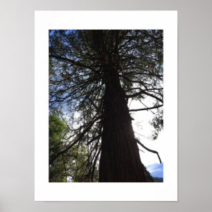Twisted Branches Yosemite Groene Kleur Fotografie Poster