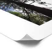 Twisted Branches Yosemite Reflection Photography Poster (Hoek)