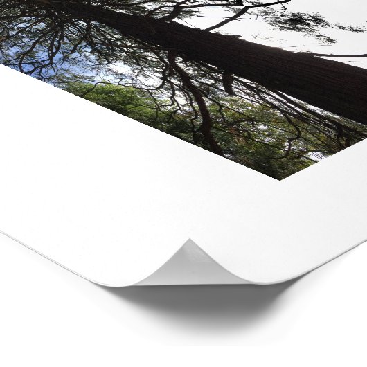 Twisted Branches Yosemite Reflection Photography Poster (Hoek)