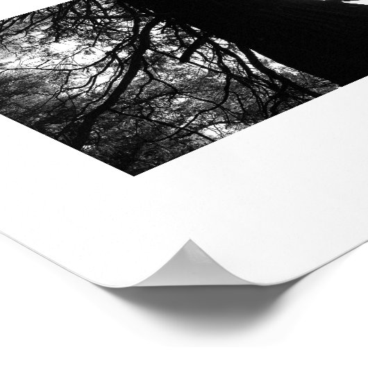 Twisted Branches Yosemite Zwart-wit Foto Poster (Hoek)