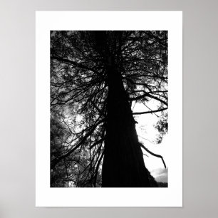 Twisted Branches Yosemite Zwart-wit Foto Poster