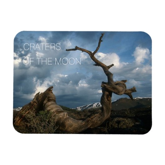Twisted Limber Pine Trunk, Craters van de maan Magneet (Horizontaal)